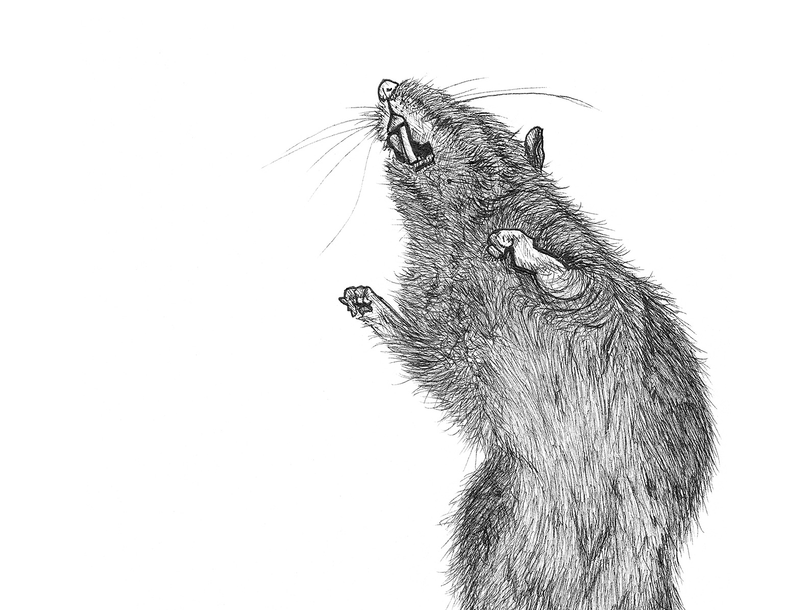 Close-up detail of the Dead Rat ink drawing showing the fine linework, fur, whiskers and stiffened paws.