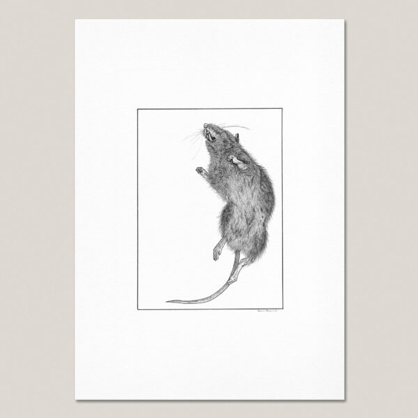 Dead Rat fine art print reproduced from an original hand-drawn black ink drawing of a dead rat in rigor mortis.