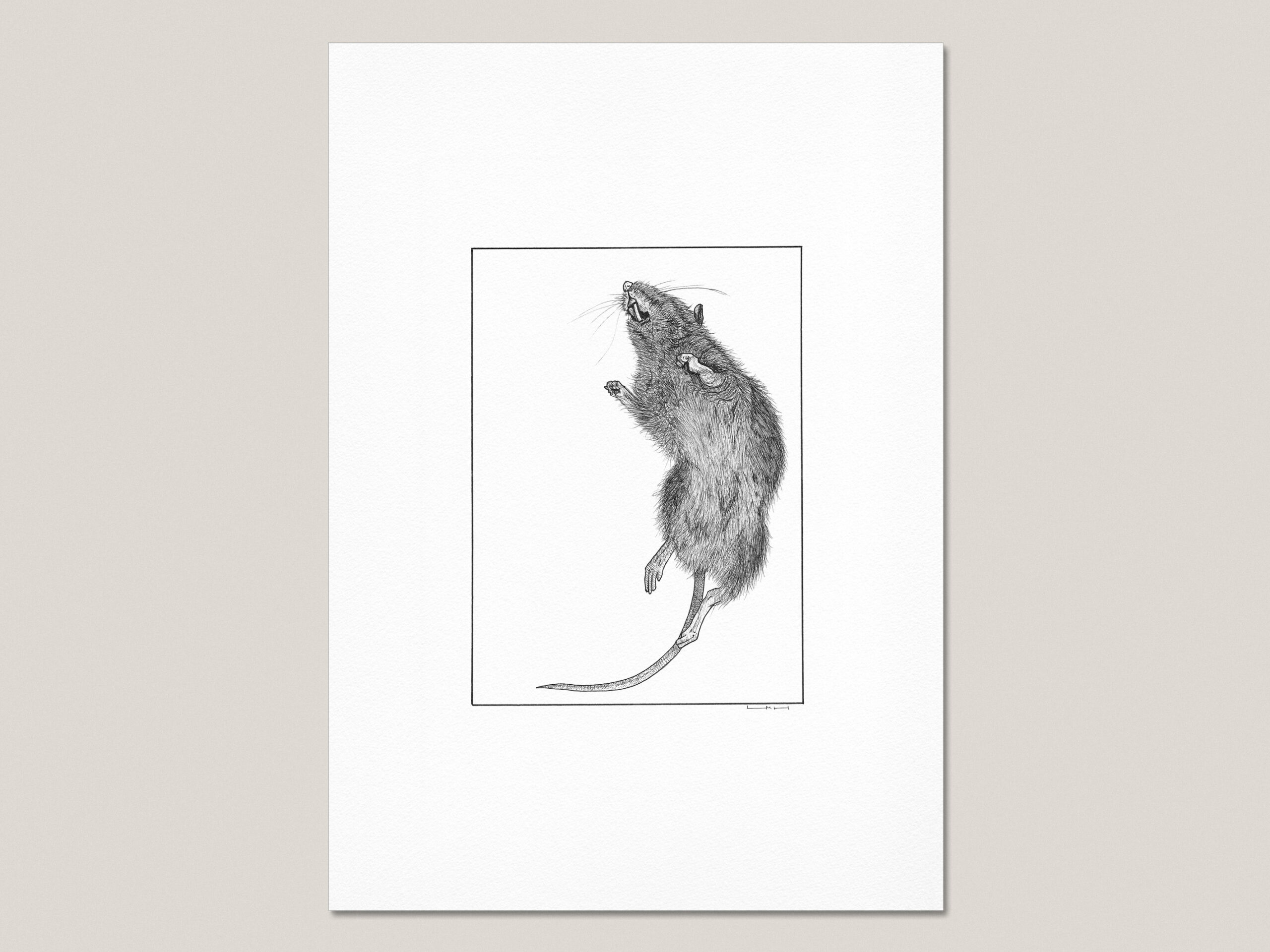Dead Rat fine art print reproduced from an original hand-drawn black ink drawing of a dead rat in rigor mortis.
