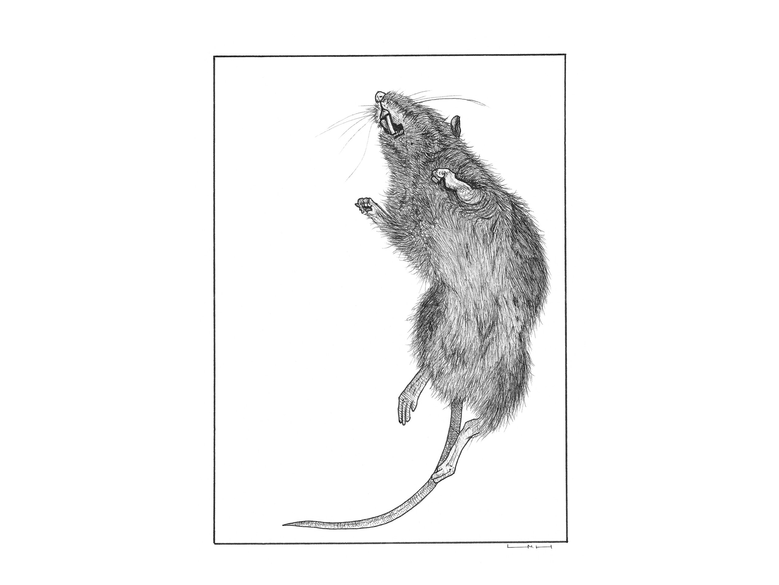 Original hand-drawn black ink drawing of a dead rat in rigor mortis.
