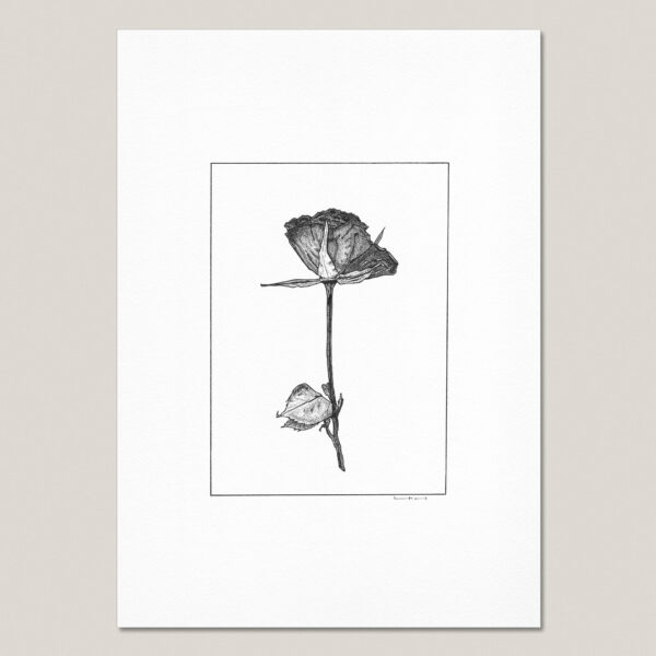 Dried and Pressed Rose I fine art print featuring a hand-drawn black ink rose on museum-quality paper.