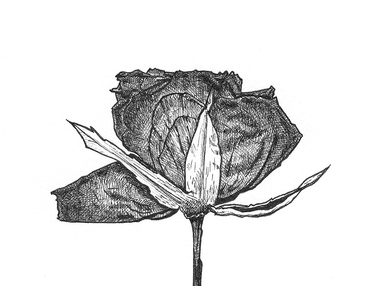 Close-up detail of the Dried and Pressed Rose II ink drawing showing the fine linework and texture of the dried petals.