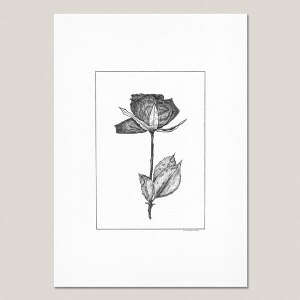 Dried and Pressed Rose II fine art print featuring a hand-drawn black ink rose on museum-quality paper.