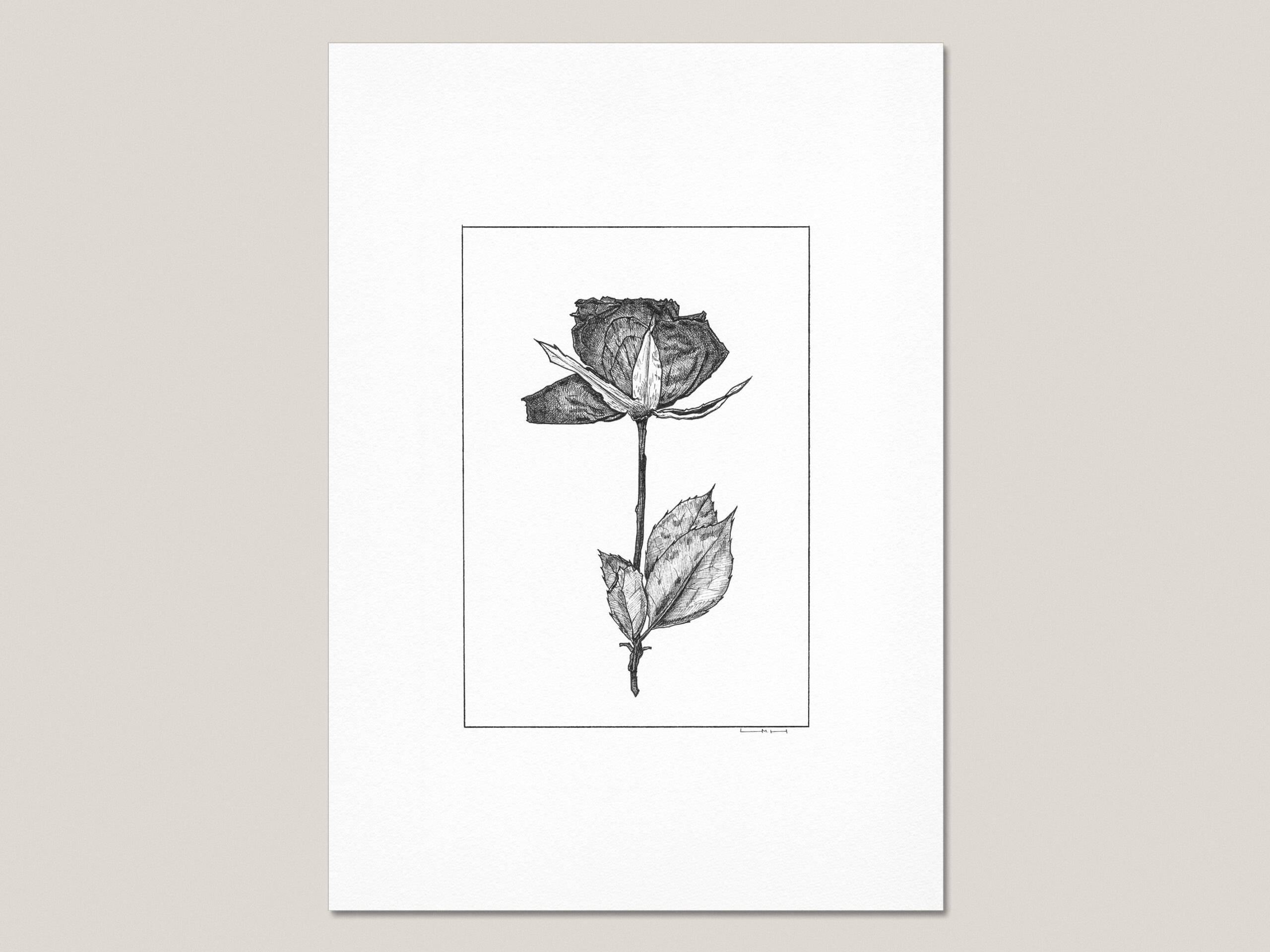 Dried and Pressed Rose II fine art print featuring a hand-drawn black ink rose on museum-quality paper.