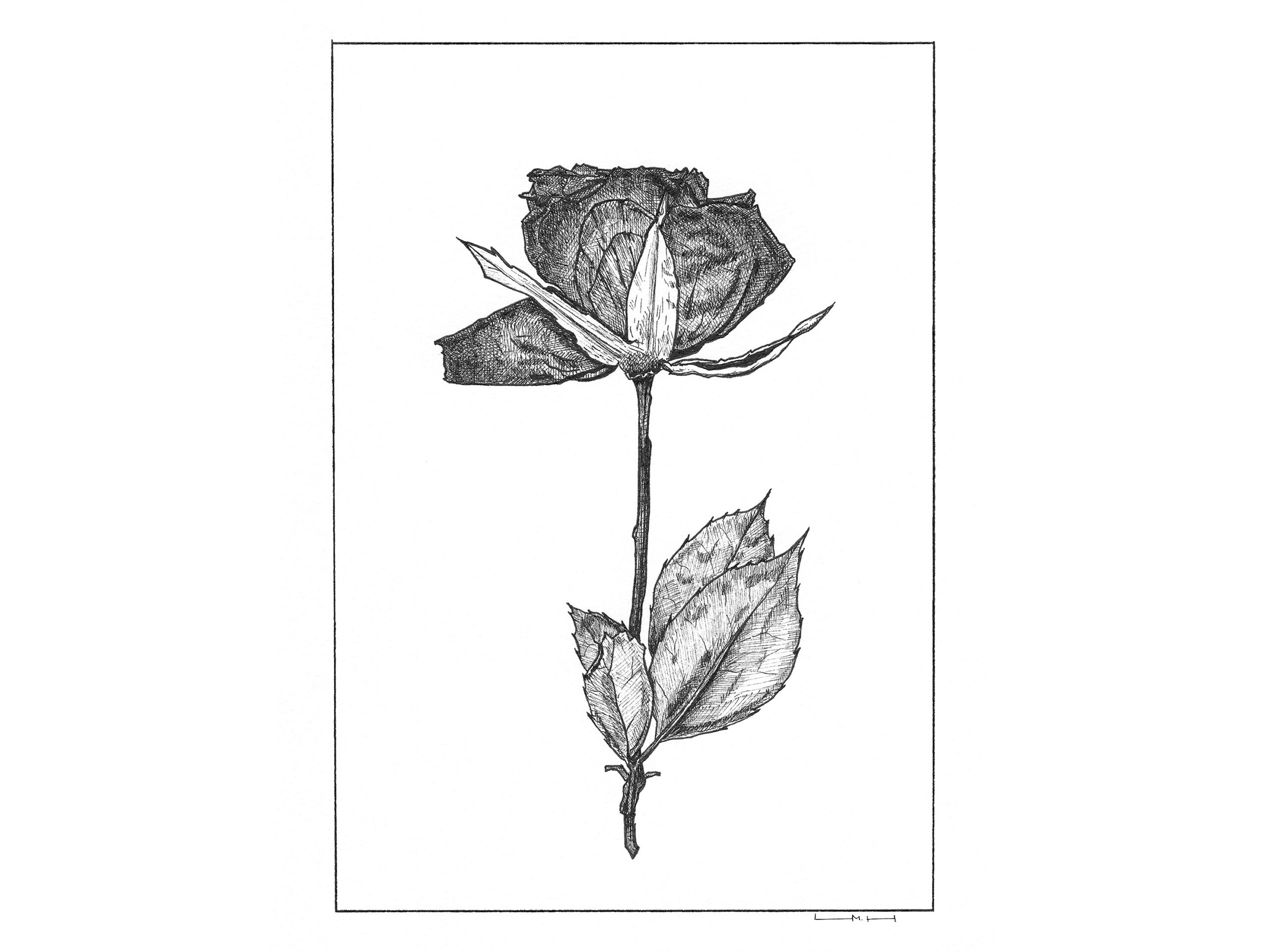 Original Dried and Pressed Rose II ink drawing featuring a detailed dried rose with a long stem and two leaves on a white background.