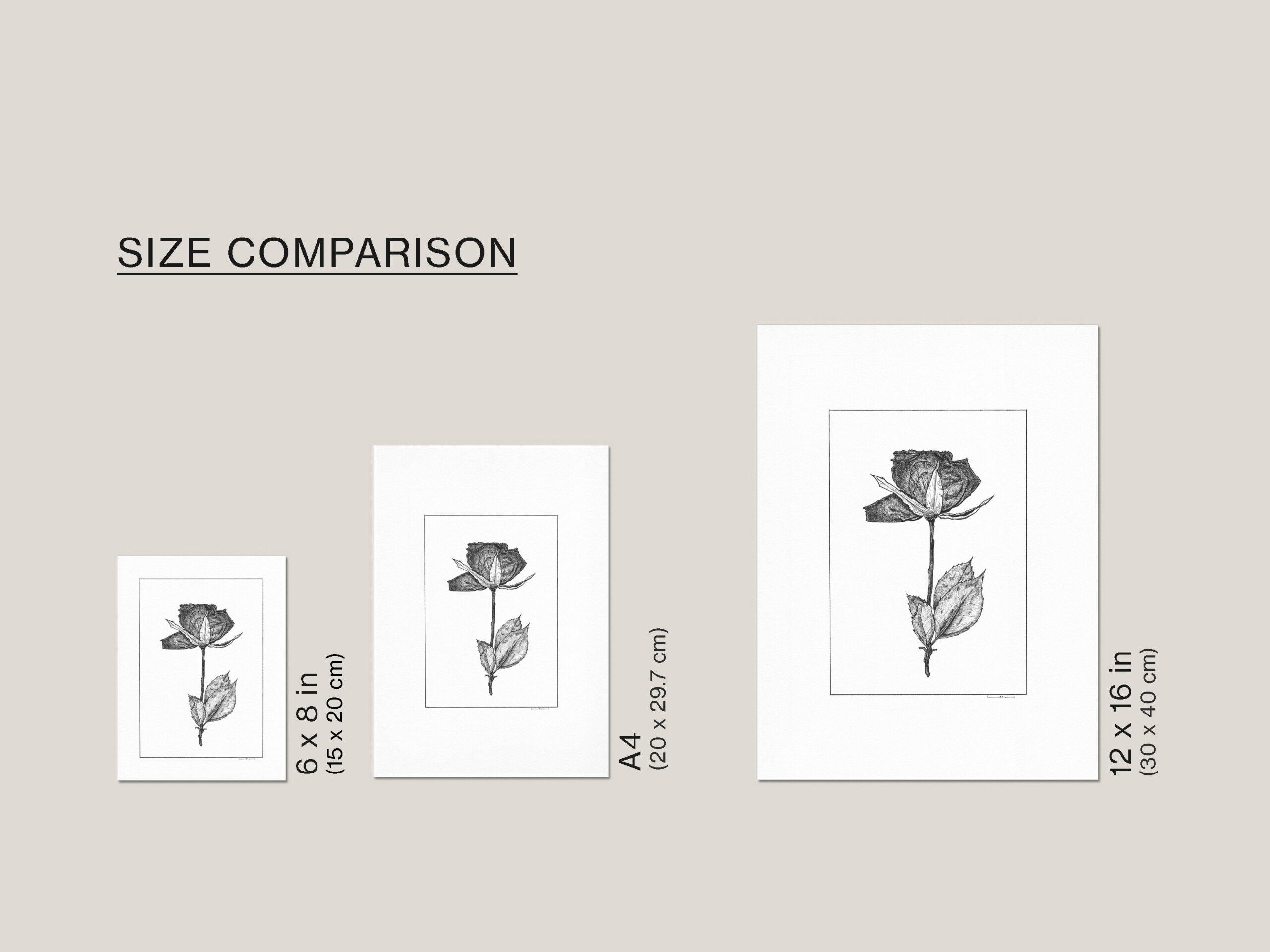 Size guide showing the Dried and Pressed Rose II fine art print available in 6 × 8 in (15 × 20 cm), A4 (21 × 29.7 cm) and 12 × 16 in (30 × 40 cm).