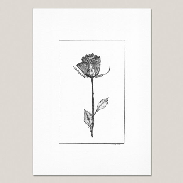 Dried and Pressed Rose III fine art print featuring a hand-drawn black ink rose on museum-quality paper.