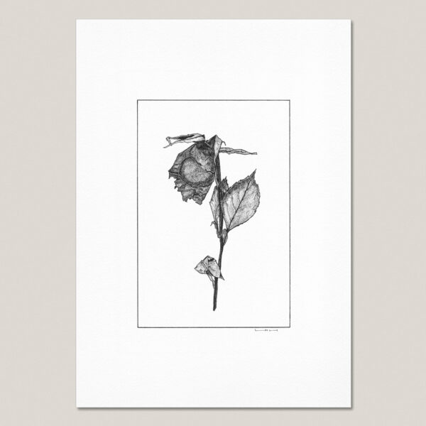 Dried and Pressed Rose IV fine art print featuring a hand-drawn black ink rose on museum-quality paper.