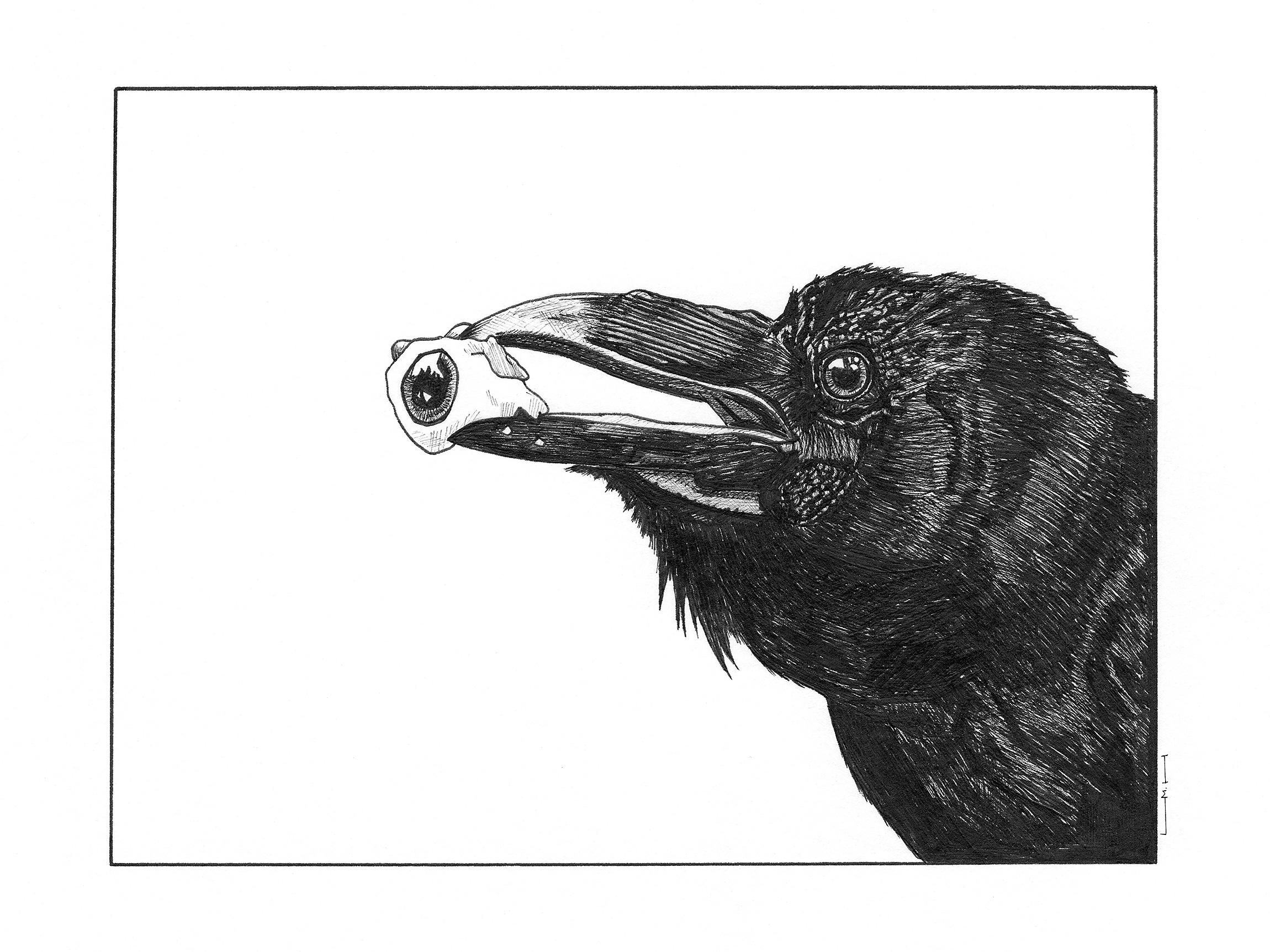 Original hand-drawn black ink artwork of a raven holding an eyeball before printing.