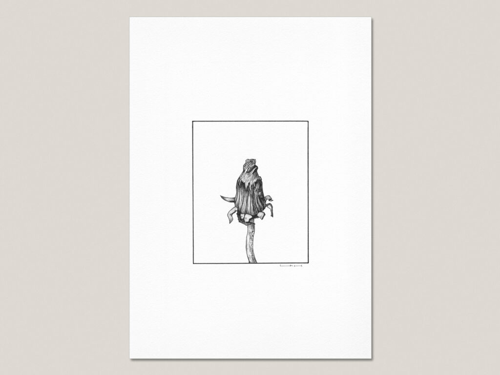 Dandelion fine art print featuring a hand-drawn dandelion flower head after flowering on a single curved stem.