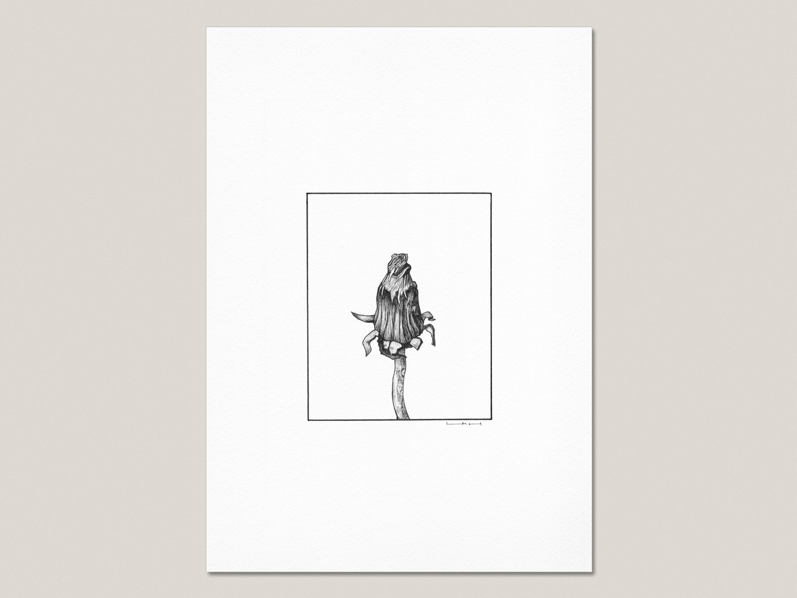 Dandelion fine art print featuring a hand-drawn dandelion flower head after flowering on a single curved stem.