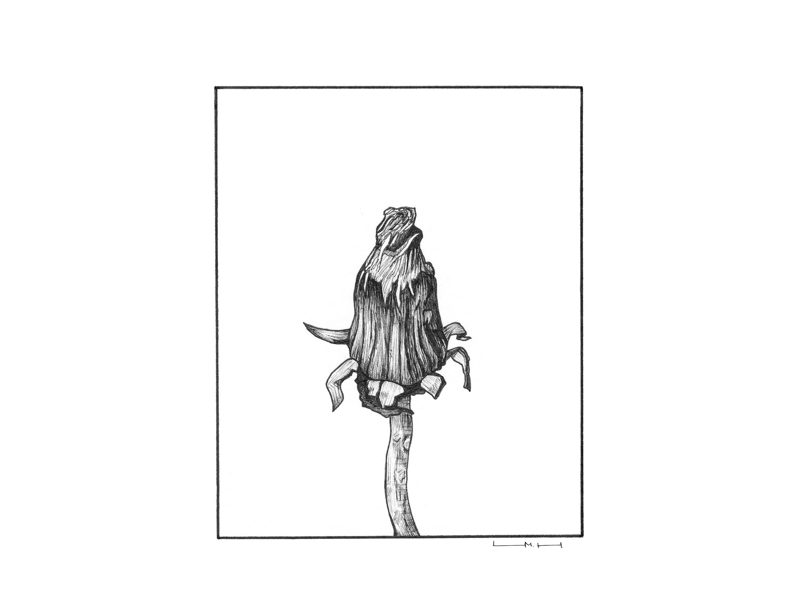 Original Dandelion ink drawing depicting a dandelion flower head after flowering with folded bracts and a curved stem.