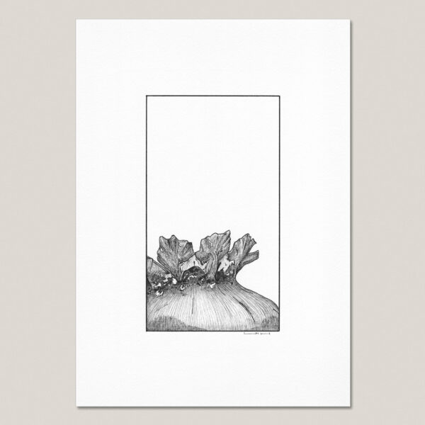 Dried Poppy Seed Pod (I) fine art print featuring a hand-drawn black ink close-up of a dried poppy seed pod on museum-quality paper.