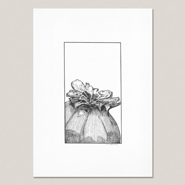 Dried Poppy Seed Pod (II) fine art print featuring a hand-drawn black ink close-up of a rounded poppy seed pod on museum-quality paper.