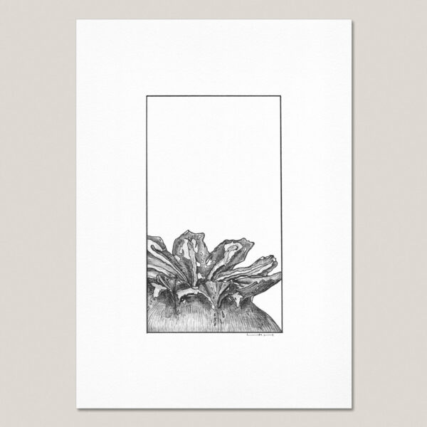 Dried Poppy Seed Pod (III) fine art print featuring a hand-drawn black ink close-up of a dried poppy seed pod on museum-quality paper.